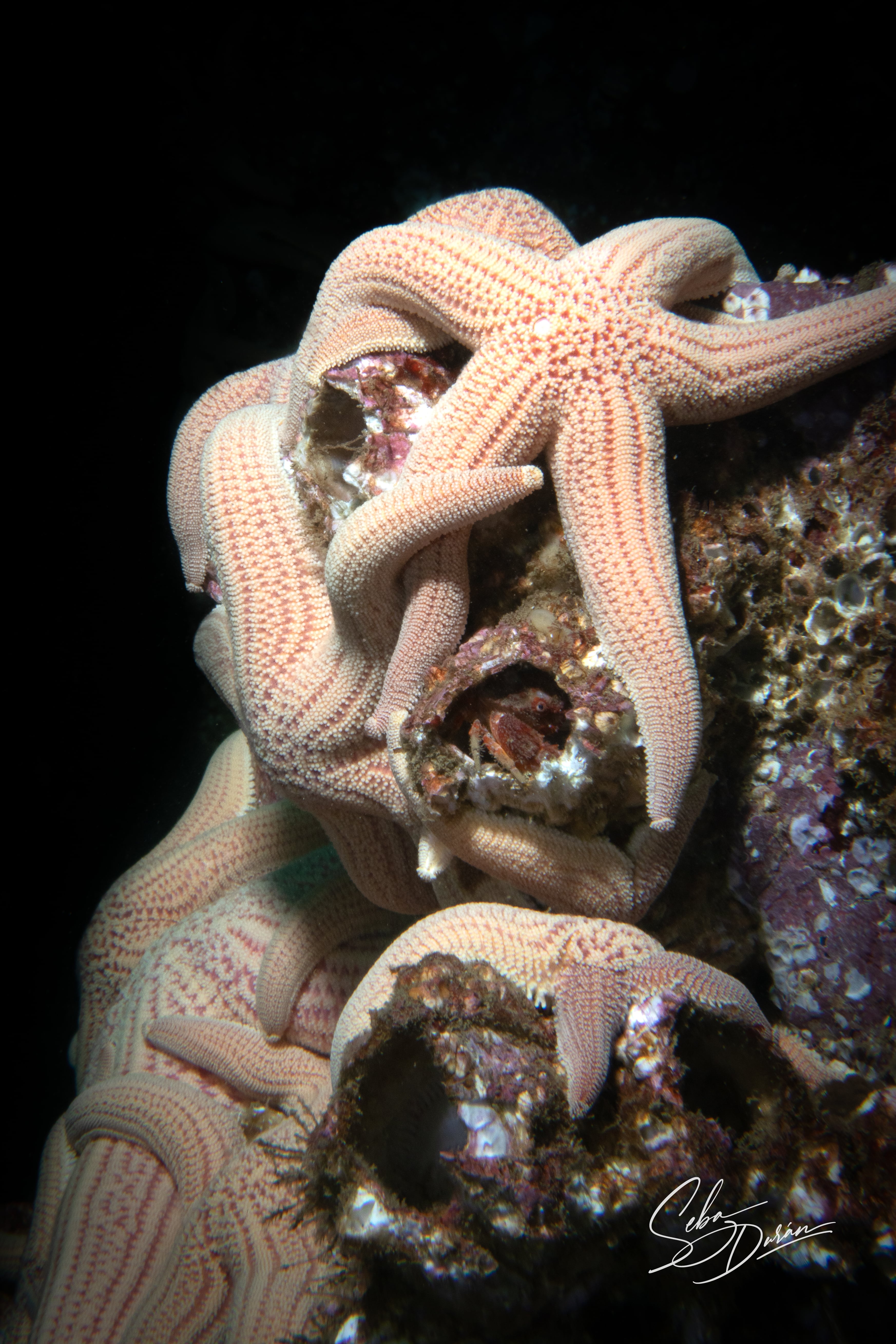Estrella de mar