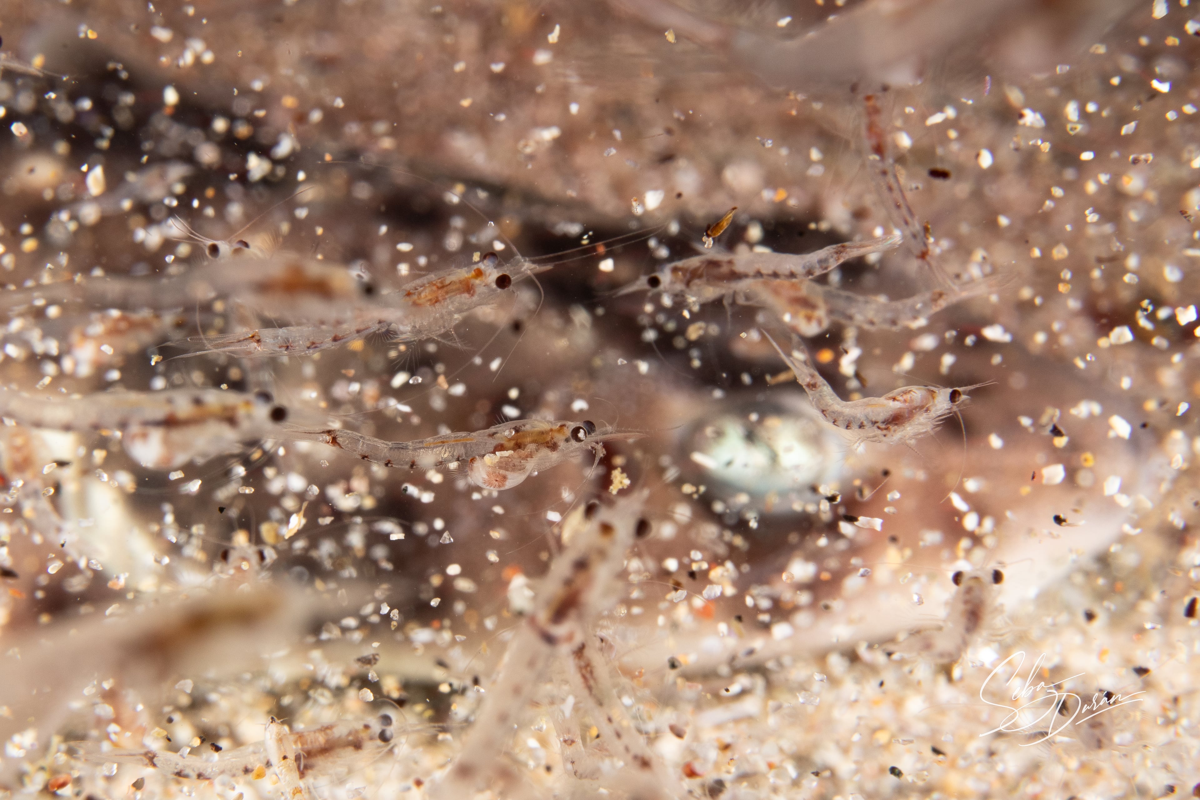 Krill